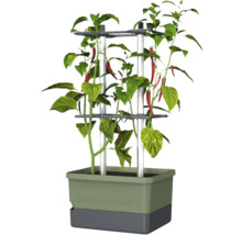 Pied de chili en pot avec support de croissance