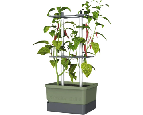 Pied de chili en pot avec support de croissance