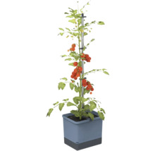 Plant de tomates avec support de croissance en pot
