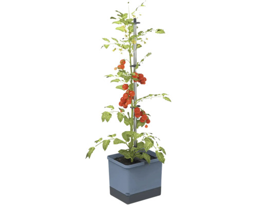 Plant de tomates avec support de croissance en pot