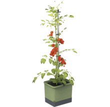 Plant de tomates avec support d'escalade en pot