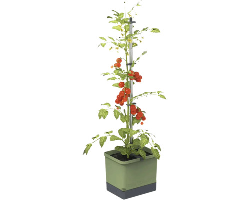 Plant de tomates avec support d'escalade en pot