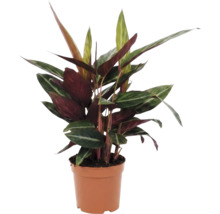 Maranta en pot