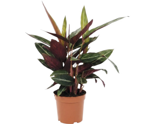 Maranta en pot