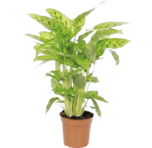 Plante d'intérieur Maranta en pot