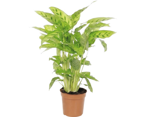 Plante d'intérieur Maranta en pot