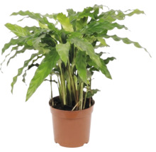 Plante en pot