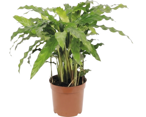 Plante en pot