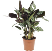 Plante de prière en pot pour l'intérieur