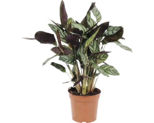 Plante de prière en pot pour l'intérieur