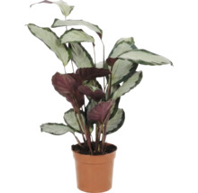 Plante de prière en pot