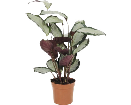Plante de prière en pot