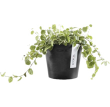 Plante d'intérieur figuier rampant Ficus pumila dans un pot en plastique Ecopots noir et rond avec Ecopots Logo.