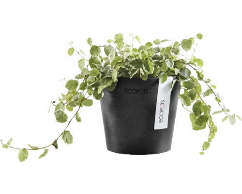 Plante d'intérieur figuier rampant Ficus pumila dans un pot en plastique Ecopots noir et rond avec Ecopots Logo.