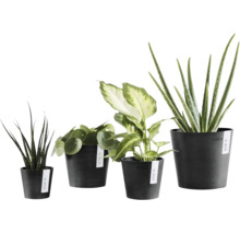 Quatre plantes d'intérieur différentes dans des pots de fleurs noirs Ecopots, Sansevieria, Pilea, Dieffenbachia et Aloe Vera.