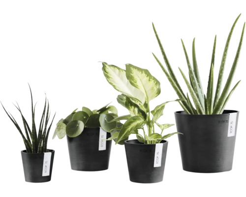 Quatre plantes d'intérieur différentes dans des pots de fleurs noirs Ecopots, Sansevieria, Pilea, Dieffenbachia et Aloe Vera.