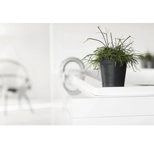 Plante verte dans un pot de fleurs Ecopots sur une surface blanche dans une pièce lumineuse et moderne.