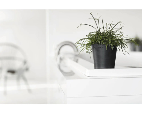 Plante verte dans un pot de fleurs Ecopots sur une surface blanche dans une pièce lumineuse et moderne.