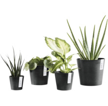 Verschiedene Zimmerpflanzen in dunklen Ecopots Pflanztöpfen, darunter Bogenhanf, Pilea, Dieffenbachie und Aloe Vera.