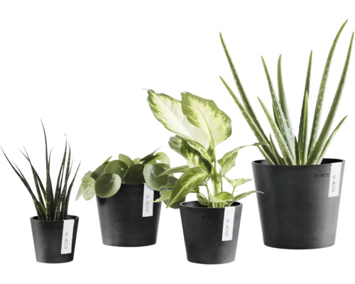 Verschiedene Zimmerpflanzen in dunklen Ecopots Pflanztöpfen, darunter Bogenhanf, Pilea, Dieffenbachie und Aloe Vera.