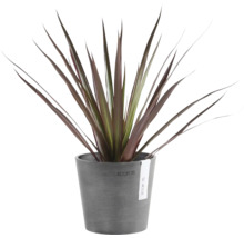 Plante d'intérieur Cordyline avec de longues feuilles pointues rouge foncé dans un pot en plastique gris Ecopots.