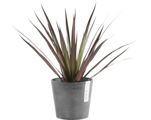 Plante d'intérieur Cordyline avec de longues feuilles pointues rouge foncé dans un pot en plastique gris Ecopots.