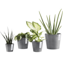 Quatre plantes d intérieur différentes, dont Pilea et Aloe Vera, dans des pots de fleurs gris Ecopots en plastique recyclé.