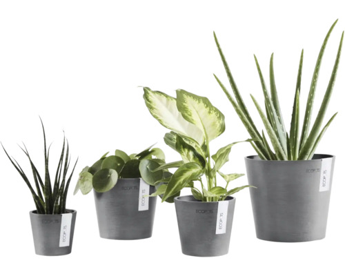 Quatre plantes d intérieur différentes, dont Pilea et Aloe Vera, dans des pots de fleurs gris Ecopots en plastique recyclé.