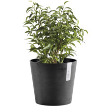 Zimmerpflanze Ficus Benjamina in einem runden dunkelgrauen Blumentopf von Ecopots.
