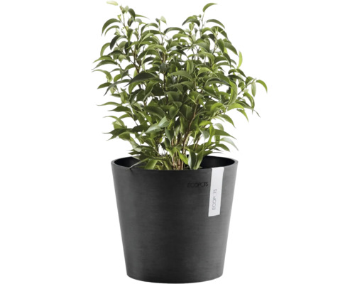 Zimmerpflanze Ficus Benjamina in einem runden dunkelgrauen Blumentopf von Ecopots.