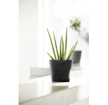 Aloe vera Pflanze in einem runden schwarzen Ecopots Blumentopf aus recyceltem Kunststoff in einer hellen Umgebung.