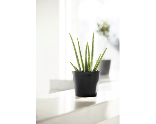 Aloe vera Pflanze in einem runden schwarzen Ecopots Blumentopf aus recyceltem Kunststoff in einer hellen Umgebung.
