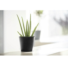 Aloe Vera Pflanze in einem schwarzen Ecopots Blumentopf aus recyceltem Kunststoff in einem hellen, modernen Innenraum.