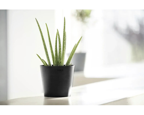 Aloe Vera Pflanze in einem schwarzen Ecopots Blumentopf aus recyceltem Kunststoff in einem hellen, modernen Innenraum.