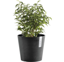 Plante verte Ficus Benjamina dans un pot de fleurs rond ECOPOTS anthracite.
