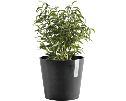 Plante verte Ficus Benjamina dans un pot de fleurs rond ECOPOTS anthracite.