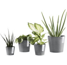 Quatre plantes interieures comme Aloe Vera et Pilea dans des pots de fleurs Ecopots gris de differentes tailles.