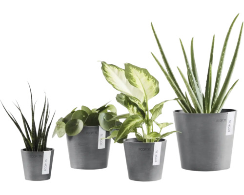 Quatre plantes interieures comme Aloe Vera et Pilea dans des pots de fleurs Ecopots gris de differentes tailles.