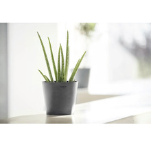 Plante Aloe vera dans un cache-pot Ecopots gris foncé dans un intérieur moderne et lumineux.