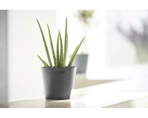 Plante Aloe vera dans un cache-pot Ecopots gris foncé dans un intérieur moderne et lumineux.