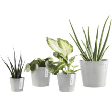 Vier verschiedene Zimmerpflanzen in grauen Übertöpfen von Ecopots: Sansevieria, Pilea, Dieffenbachia und Aloe Vera.