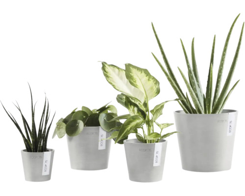 Vier verschiedene Zimmerpflanzen in grauen Übertöpfen von Ecopots: Sansevieria, Pilea, Dieffenbachia und Aloe Vera.