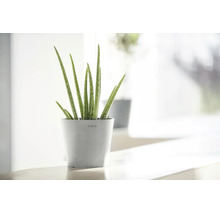Aloe Vera Zimmerpflanze in einem runden hellgrauen Ecopots Übertopf auf einer hellen Ablage.
