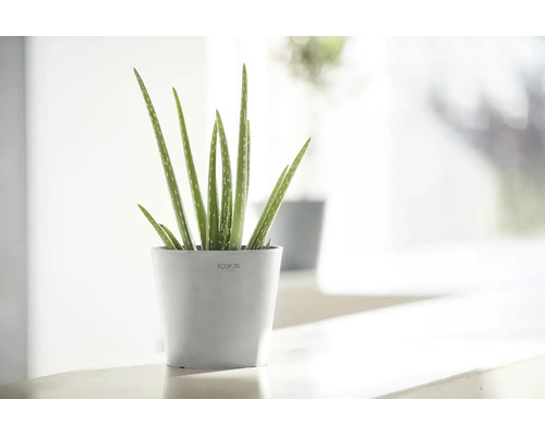 Aloe Vera Zimmerpflanze in einem runden hellgrauen Ecopots Übertopf auf einer hellen Ablage.