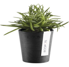 Grüne Zimmerpflanze in einem anthrazitfarbenen Ecopots Pflanzkübel aus recyceltem Kunststoff.