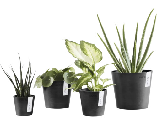 Vier verschiedene Zimmerpflanzen in anthrazitfarbenen Kunststofftöpfen der Marke Ecopots.