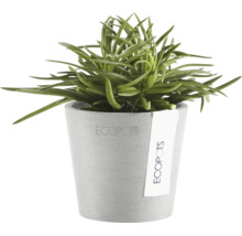 Grüne Sukkulente im grauen Ecopots Blumentopf aus recyceltem Kunststoff.