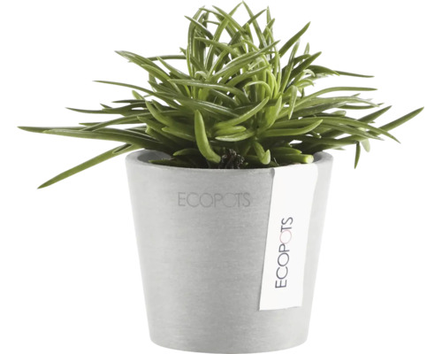Grüne Sukkulente im grauen Ecopots Blumentopf aus recyceltem Kunststoff.