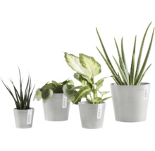 Vier verschiedene Zimmerpflanzen in grauen Ecopots Übertöpfen, darunter Aloe Vera, Pilea und Bogenhanf.