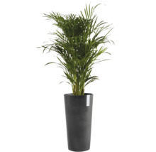 Grüne Zimmerpalme in einem hohen, anthrazitfarbenen Pflanzgefäß mit ECOPOTS Logo.